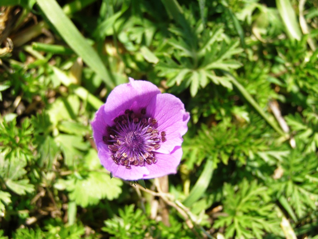 Anemone coronaria e Romulea bulbocodium